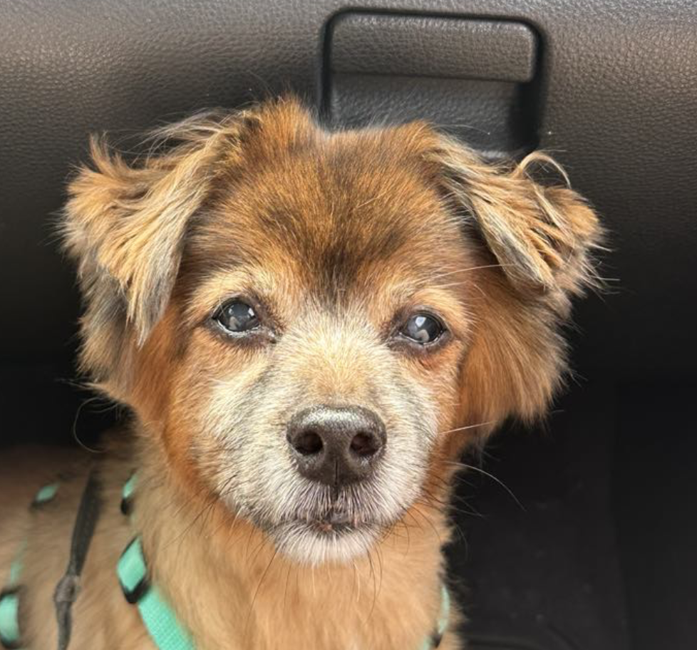 Lore the dog